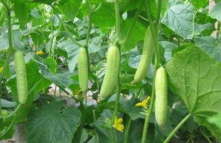 网红黄瓜爆料最近新闻,最新热点事件大揭秘！