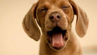 娱乐吃瓜菌小狗,揭秘娱乐圈那些不为人知的幕后故事 第2张 娱乐吃瓜菌小狗,揭秘娱乐圈那些不为人知的幕后故事 第2张